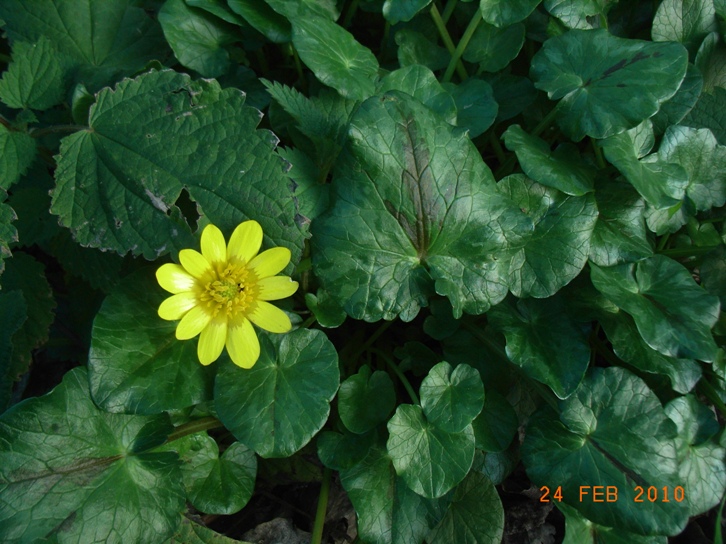 Ranunculus ficaria sl.